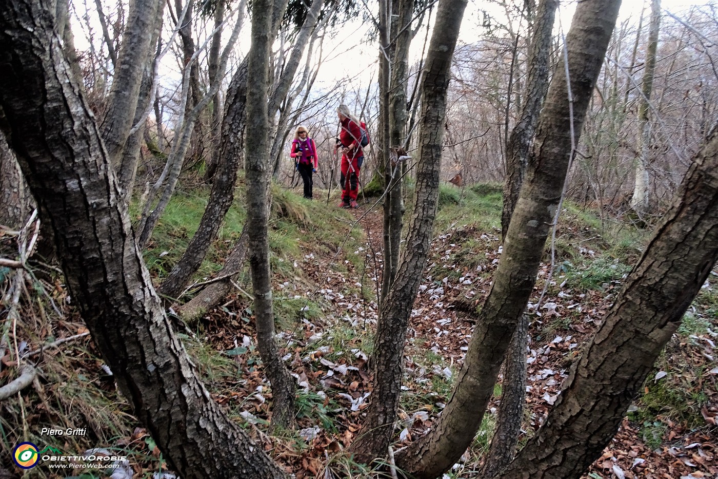 12 Nel bosco di carpine nero.JPG